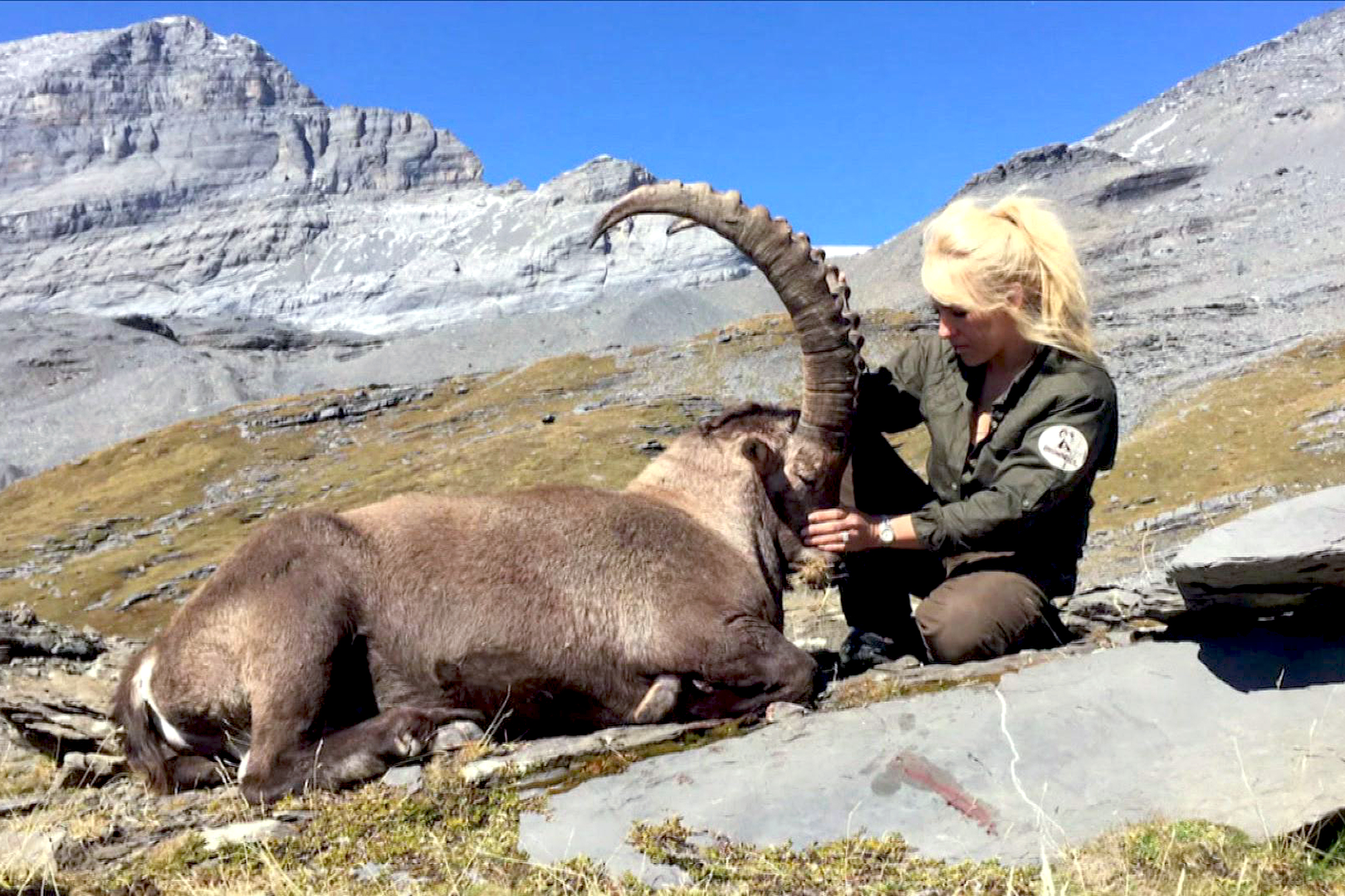 Rundschau, 6.11.2019 Bild zum Hauptthema: Safari im Wallis: Steinbock-Jagd für reiche Ausländer
