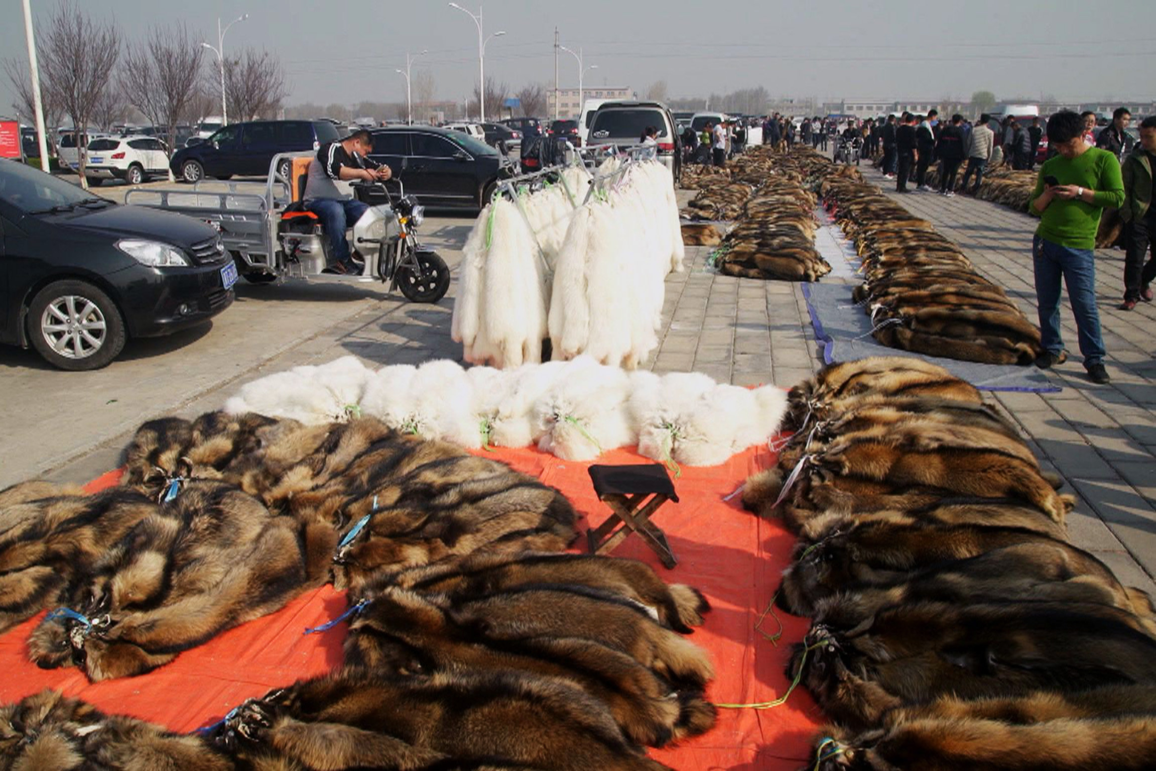DOK: Luxusmode Leiden für Edles Pelzmarkt in der chinesischen Stadt Daying: SRF
