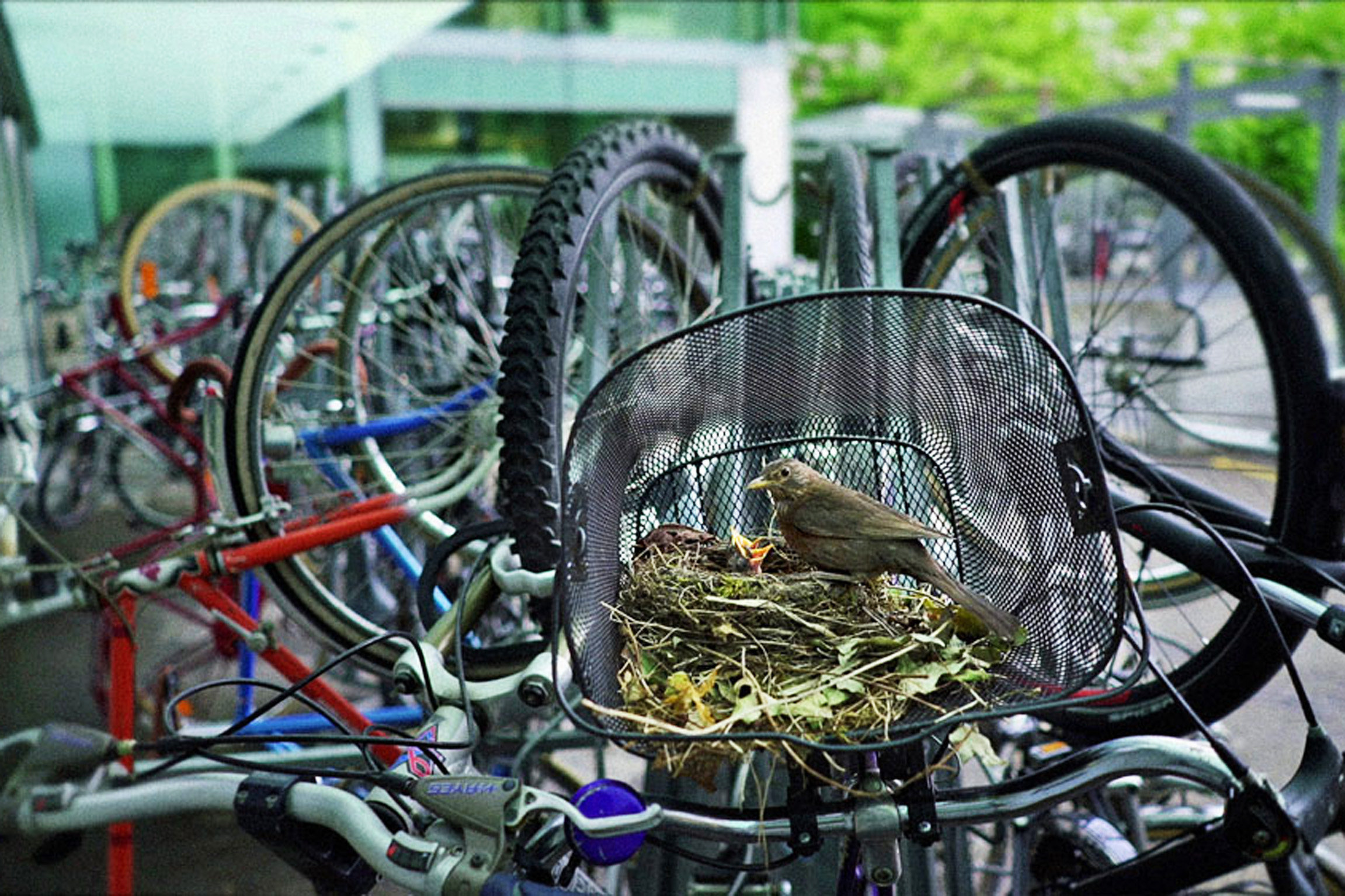 Welcome to Zwitscherland Amsel in fahrbarem Nest