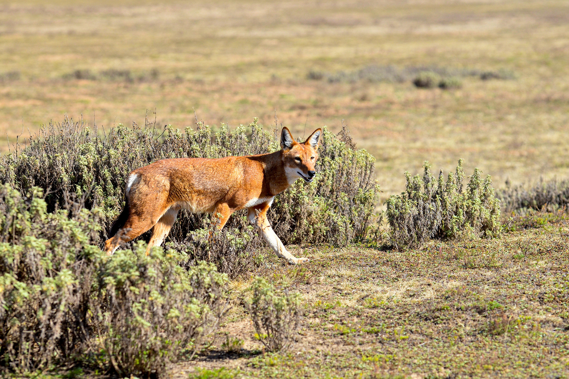 Äthiopien - Im Hochland der Wölfe Äthiopischer Wolf in den Bale Mountains
