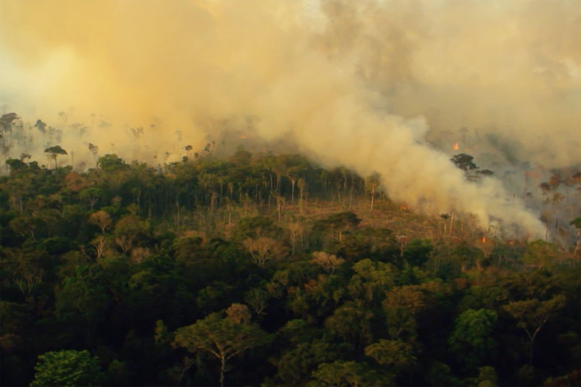 DOK: Jair Bolsonaros Brasilien - Grossgrundbesitzer, Evangelikale und Miliärs Allein im vergangenen August wurden im Amazonasgebiet über 1700 Quadratkilometer Regenwald abgebrannt, dreimal soviel wie im gleichen Monat des Vorjahres.