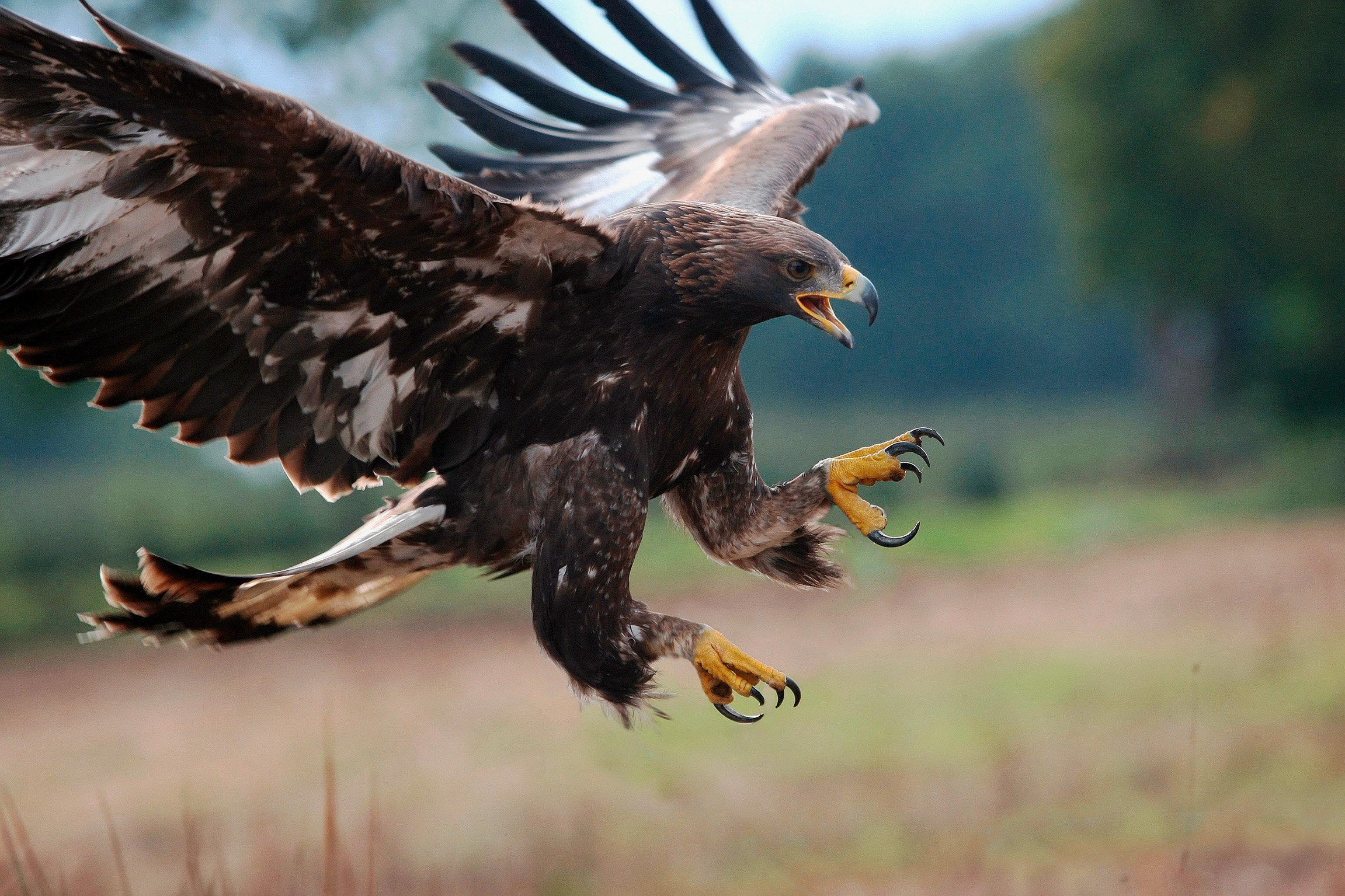 DOK Adler König der Lüfte Steinadler im Landeanflug.