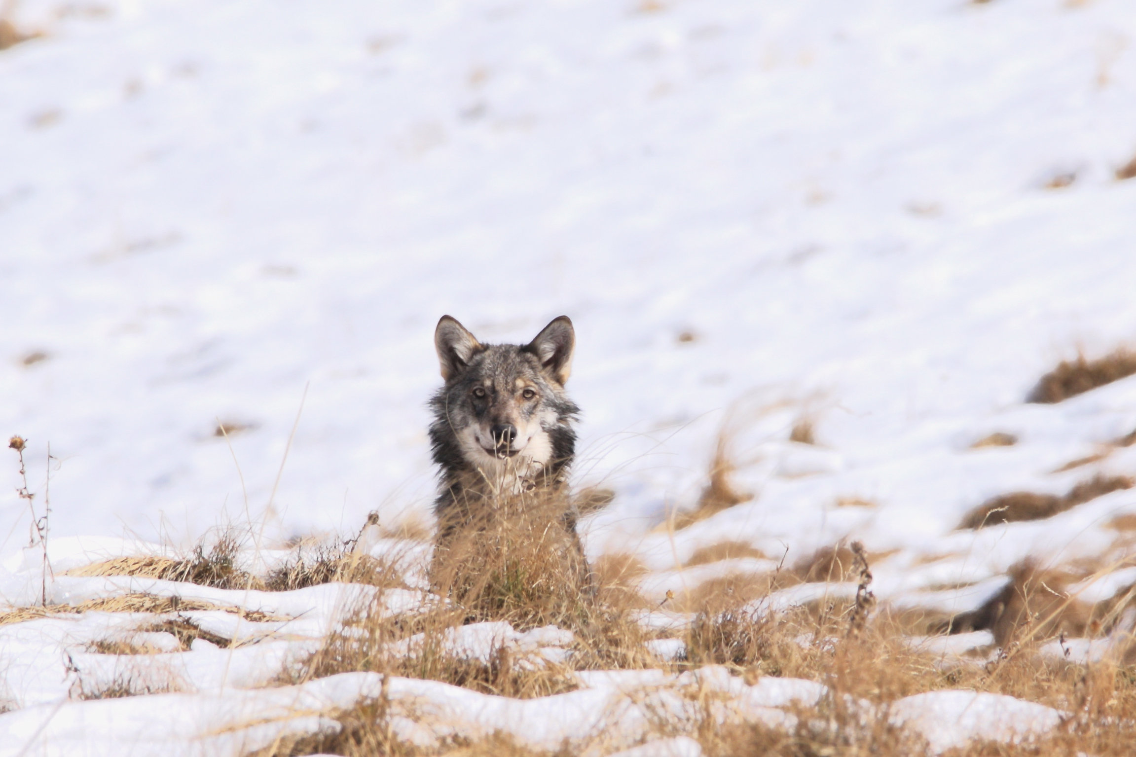 NETZ NATUR: Erklärungen zum Wolf Verunsichert: Wölfe sind gegenüber Menschen so heimlich und vorsichtig, dass man sie nur selten sieht