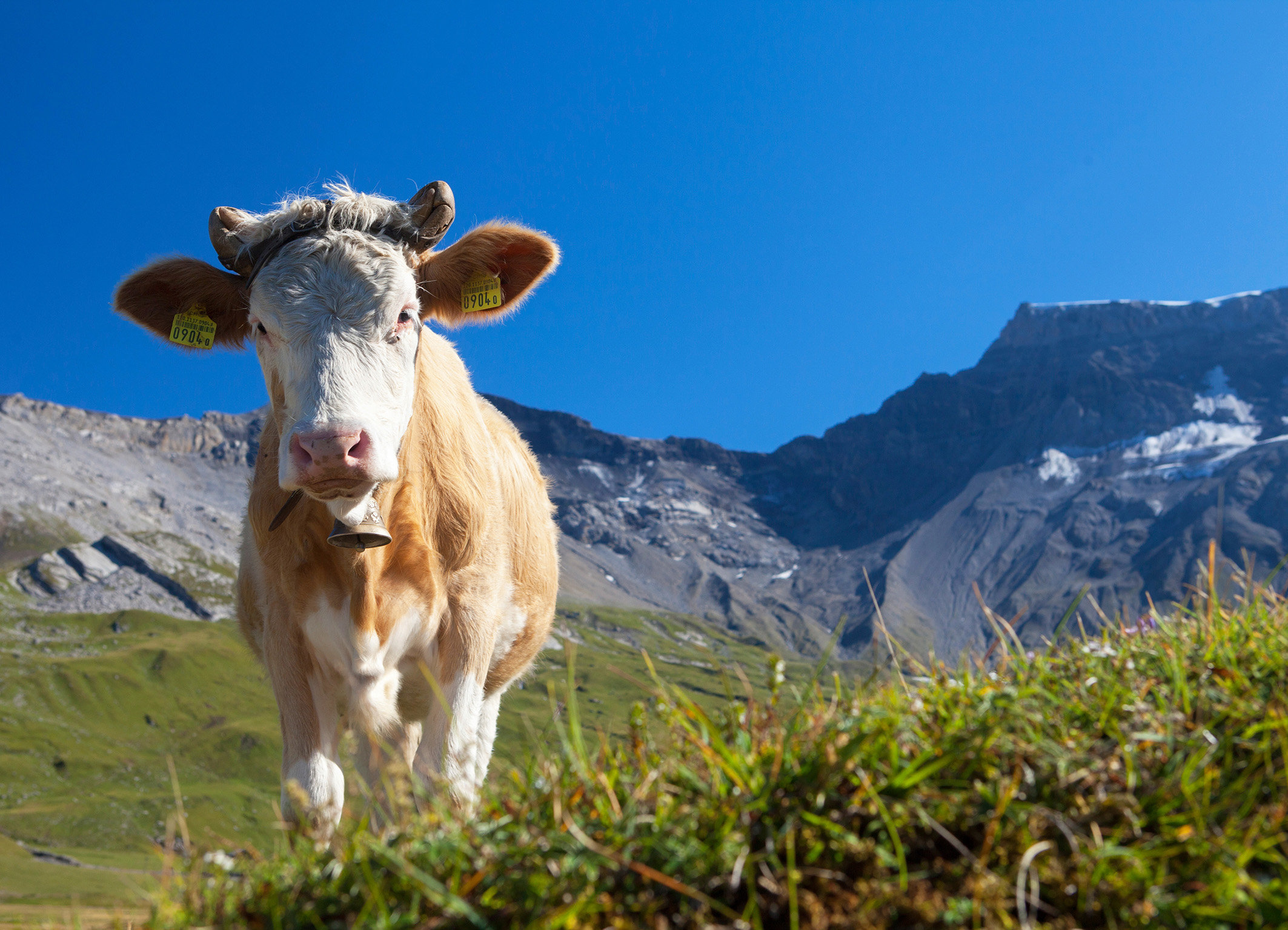 Alpzyt Die Kühe verbringen den Sommer auf der Alp
