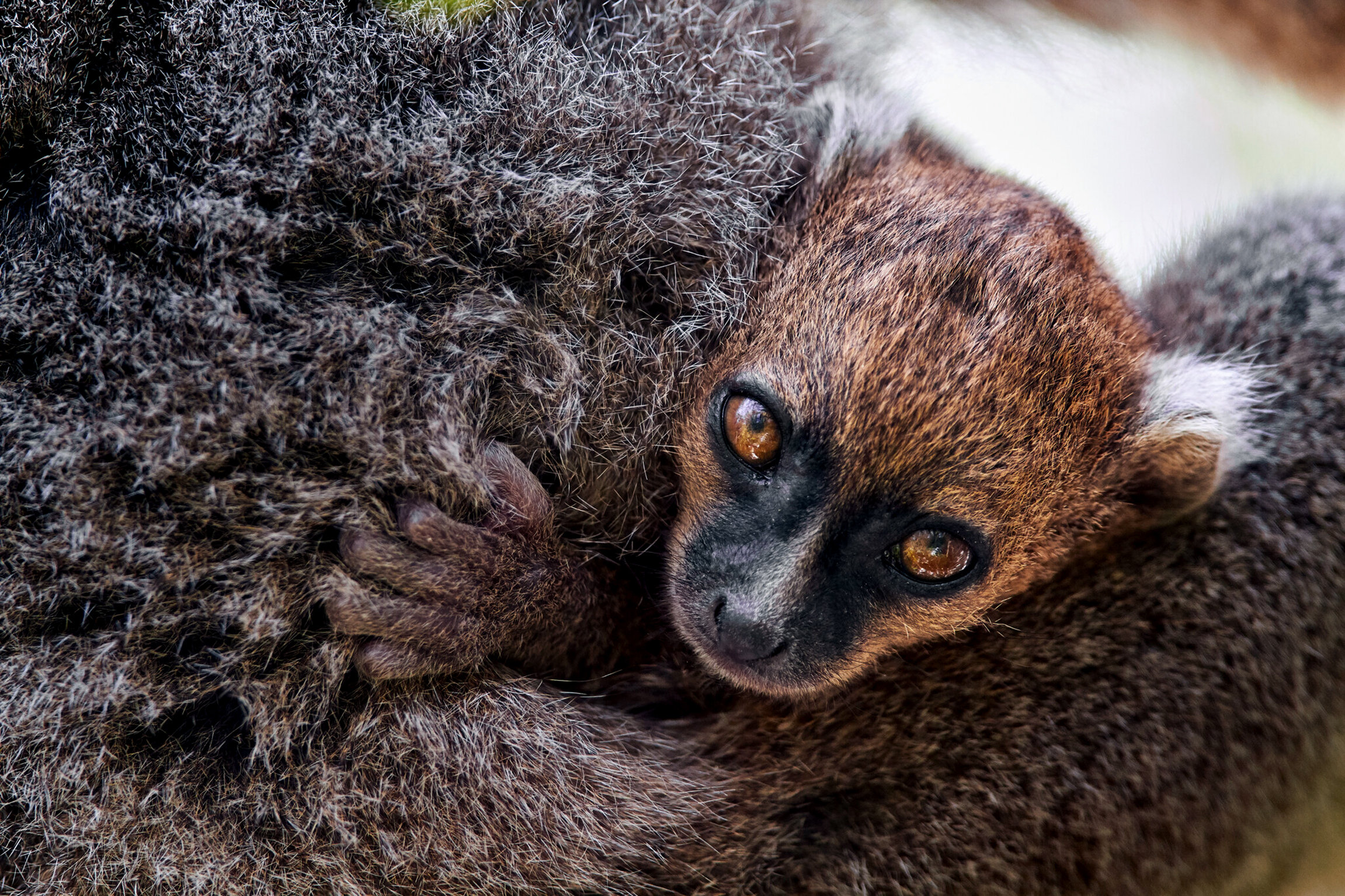 Tropische Inseln – Madagaskar Lemur