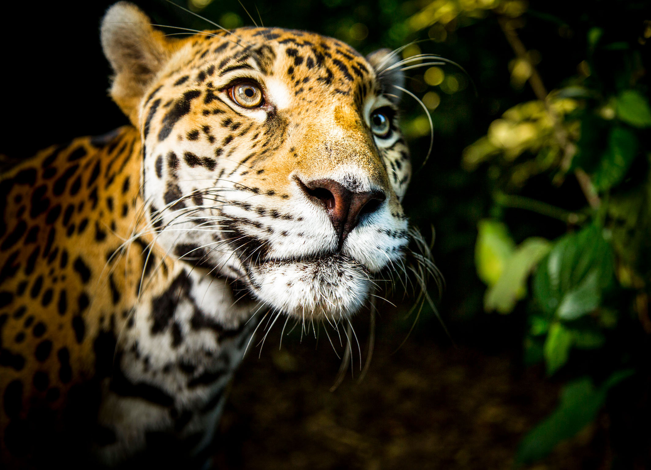 Die Welt der Raubkatzen (1/2) Tödliche Eleganz Grösste Raubkatze Mittel- und Südamerikas der Jaguar
