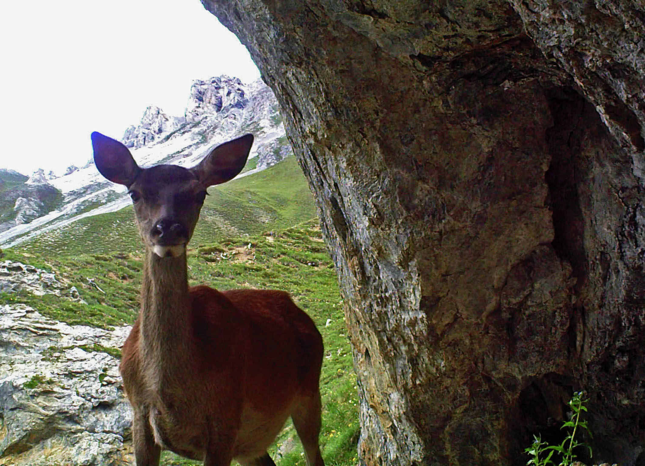 19-Wild-Cam-Hirschkuh-vor-Hoehle.jpg