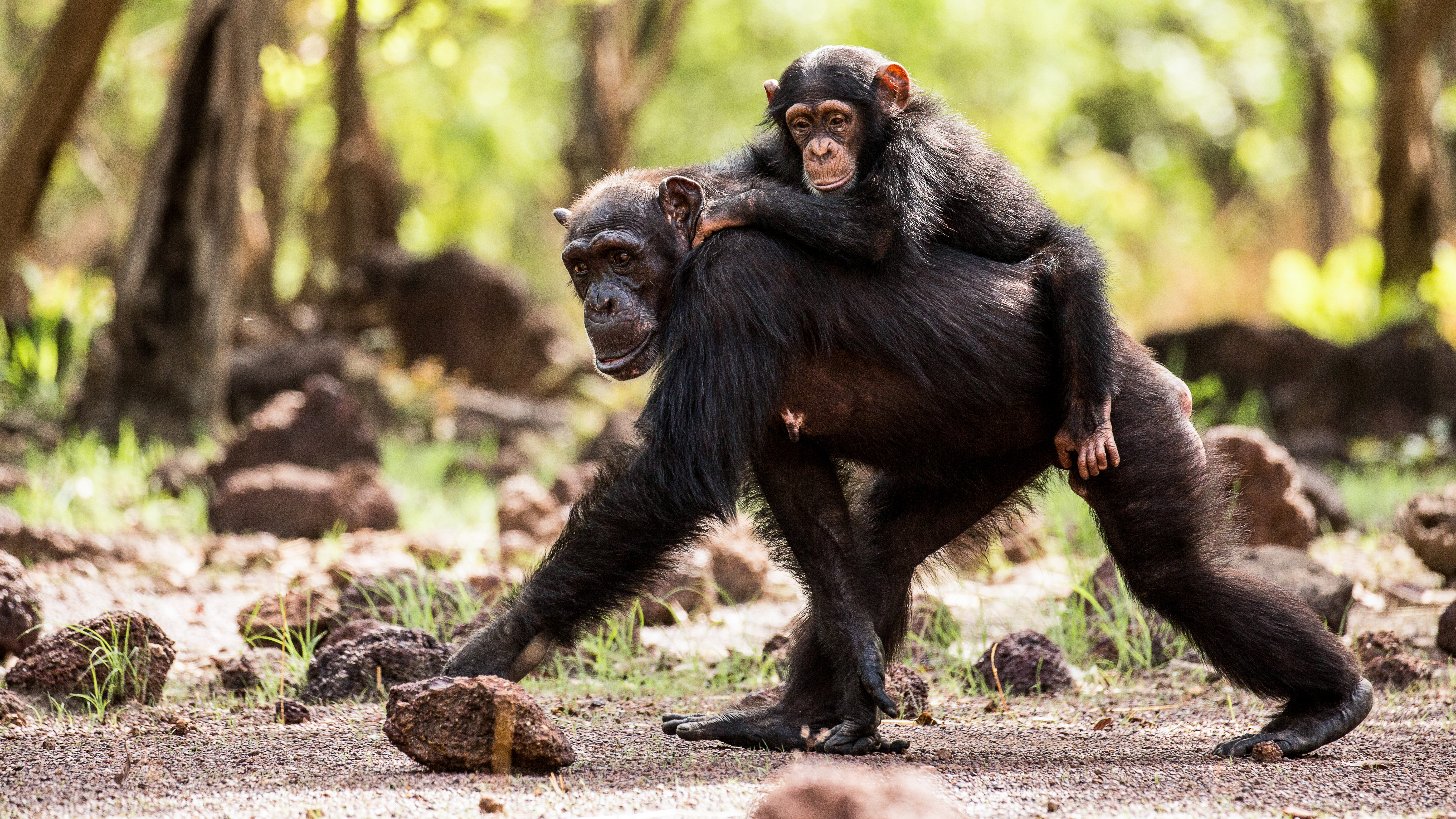 DOK Sonntag Der Clan der Tiere – Revolte der Schimpansen Schimpansen-Weibchen mit Jungem