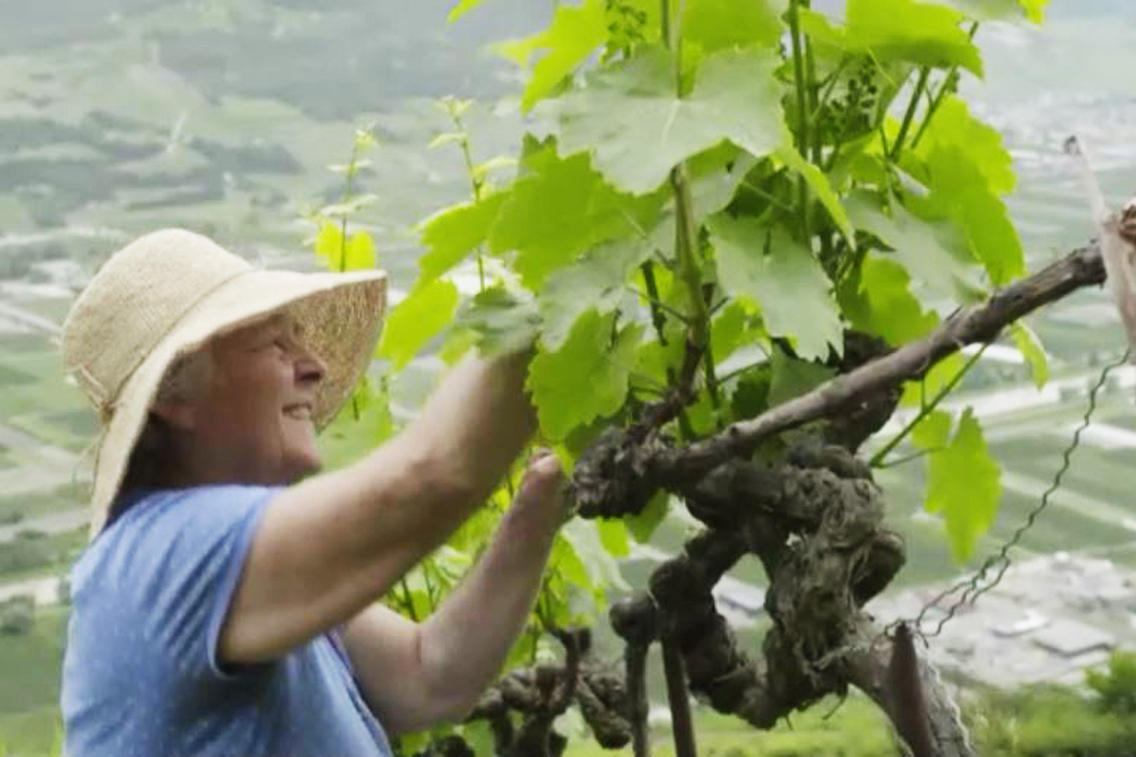 DOK: Ein Jahr in den Rebbergen Frühling Marion Granges behandelt den Rebstock