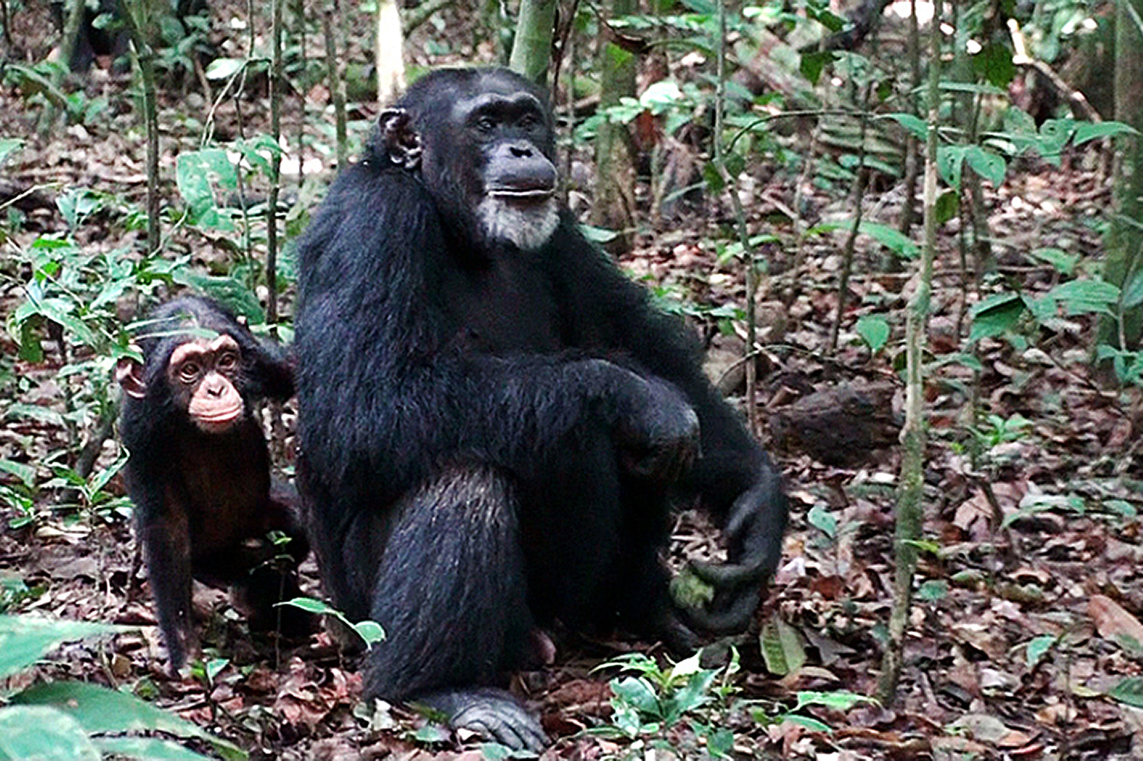 DOK Sonntag: Wie Tiere fühlen. Schimpansen sind empathische Tiere.