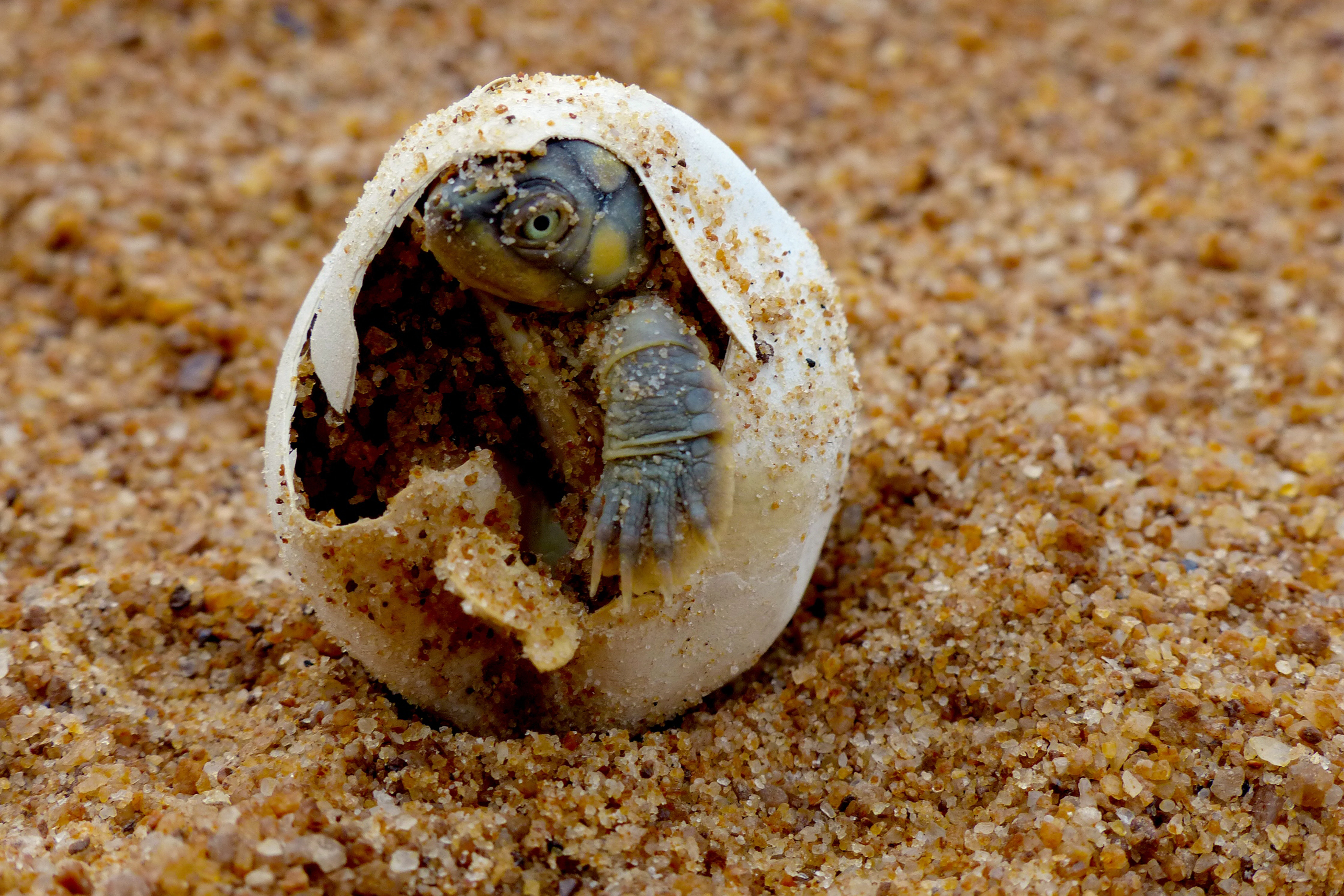 Turtle Hero - Ein Leben für die Schildkröten Schlüpfende Amazonas-Süsswasser-SchildkröteC