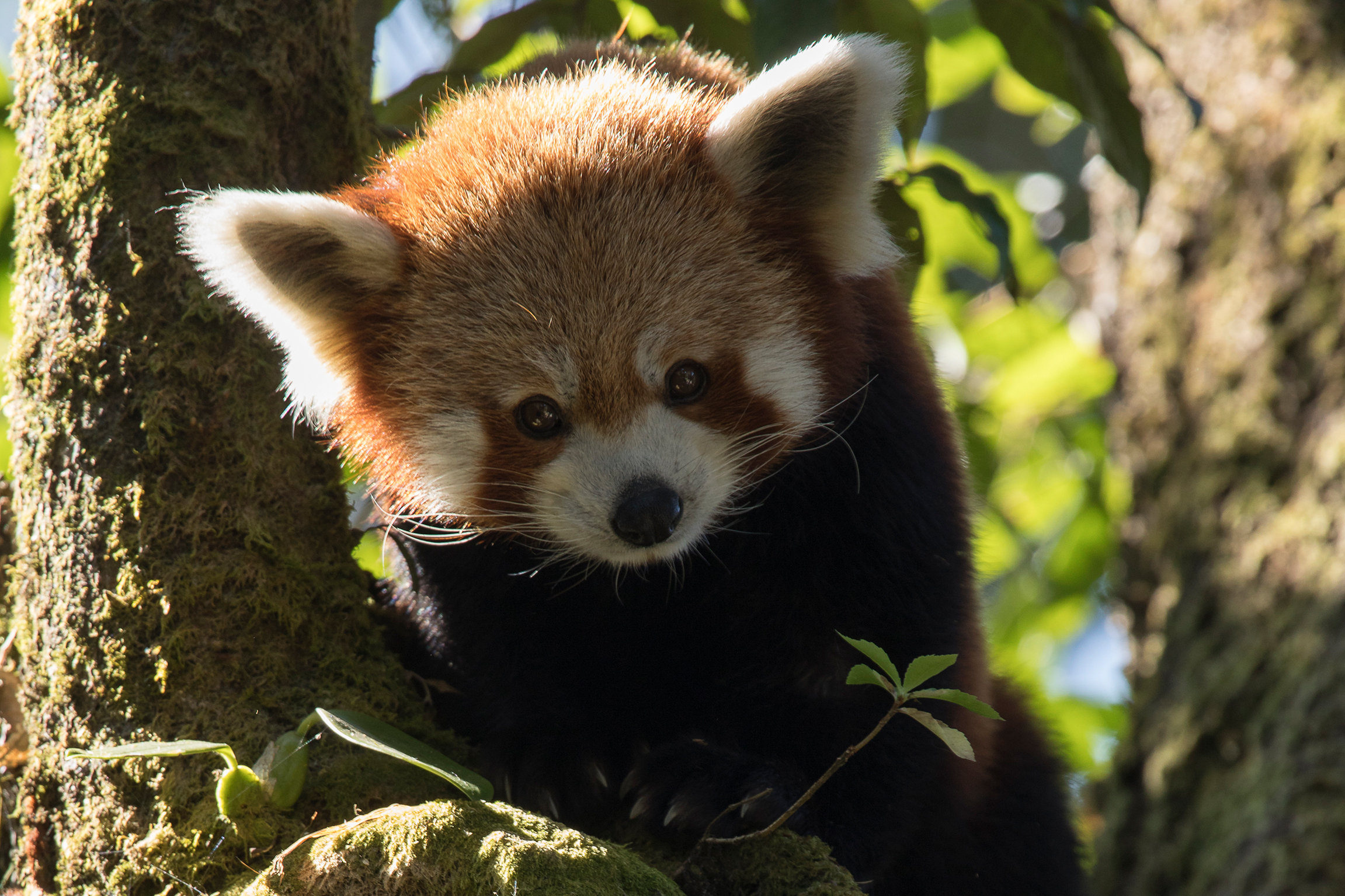 Der kleine Panda Klettergewandter Kleiner Panda