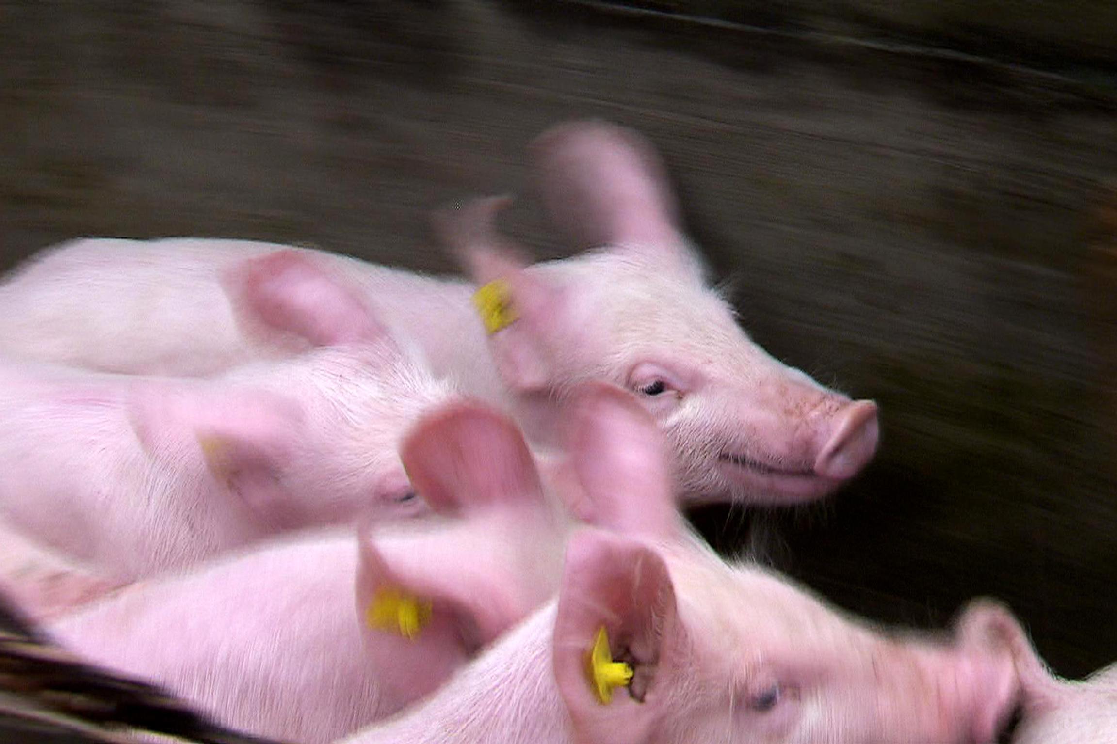 Rundschau Brutaler Transport: Bauer bei Misshandlung ertappt Schweinetransport