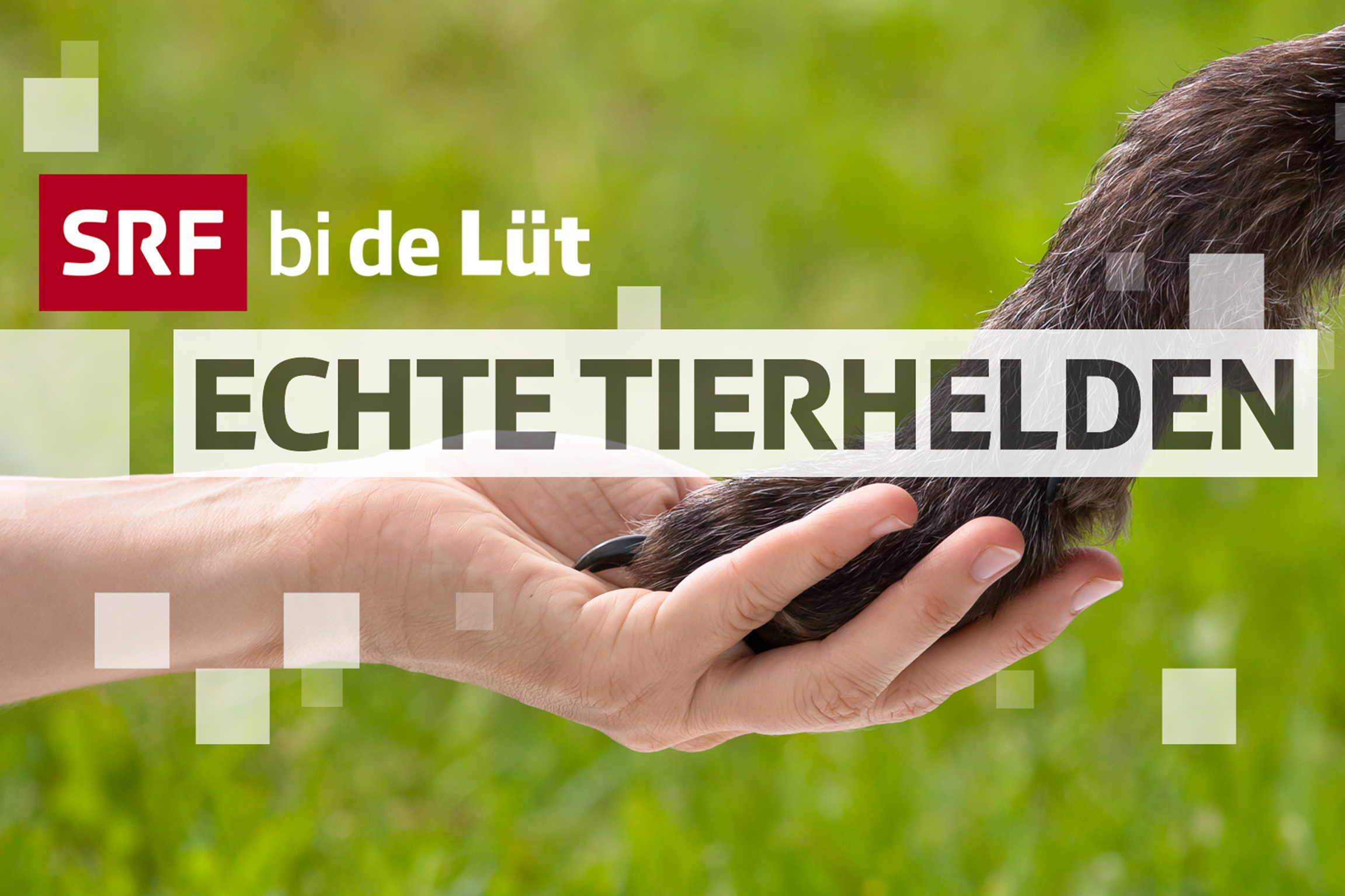 SRF bi de Lüt - Echte TierheldenKeyvisual2020Copyright: SRF