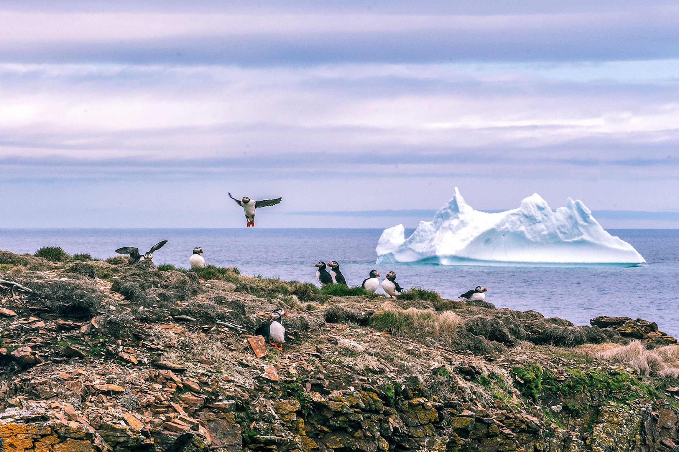 MareTV Sommer auf Neufundland Im Sommer treiben Eisberge vor der Küste Neufundlands.