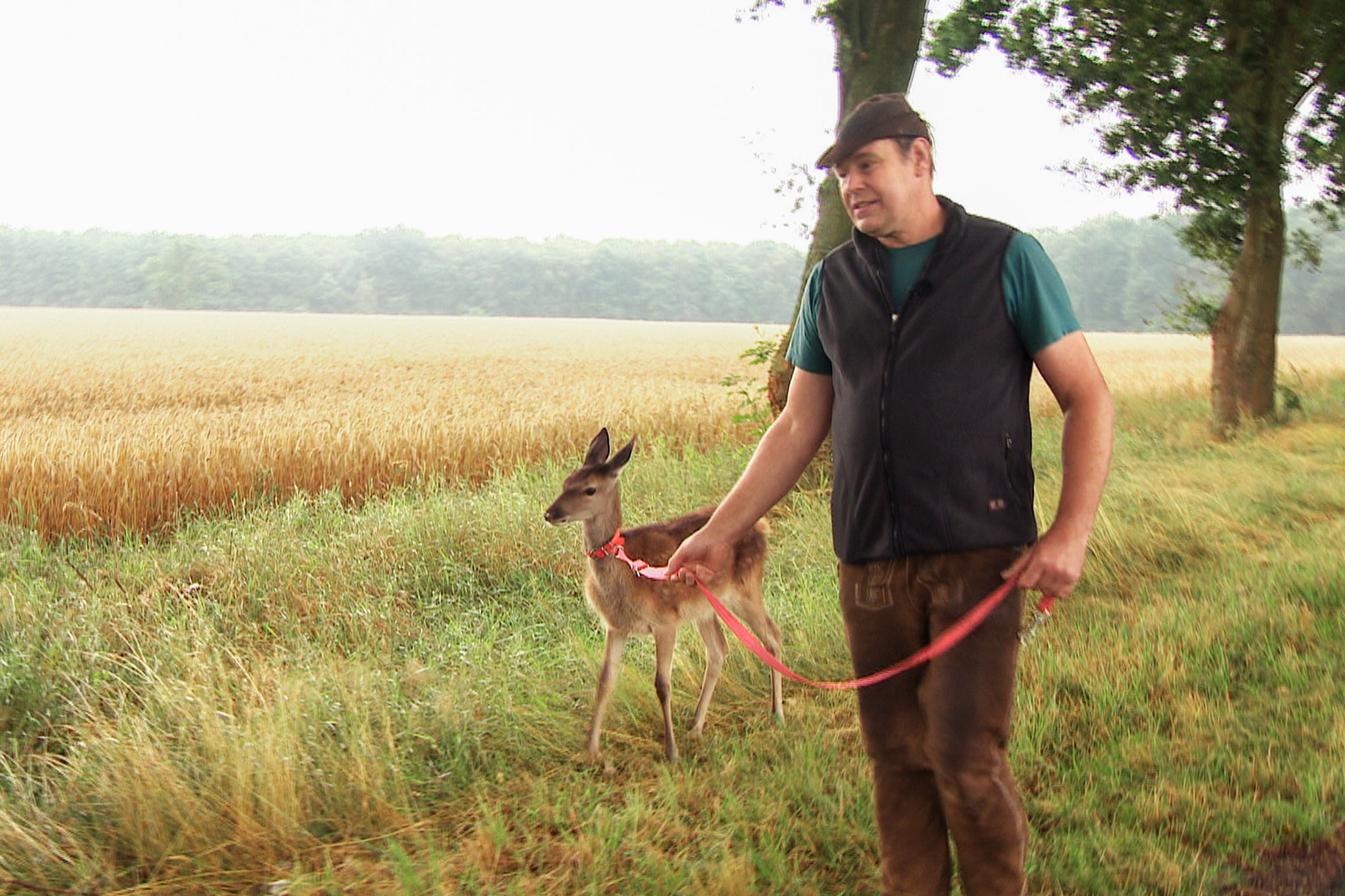 Immo Ortlepp unterwegs mit Fährtenhirsch Harry