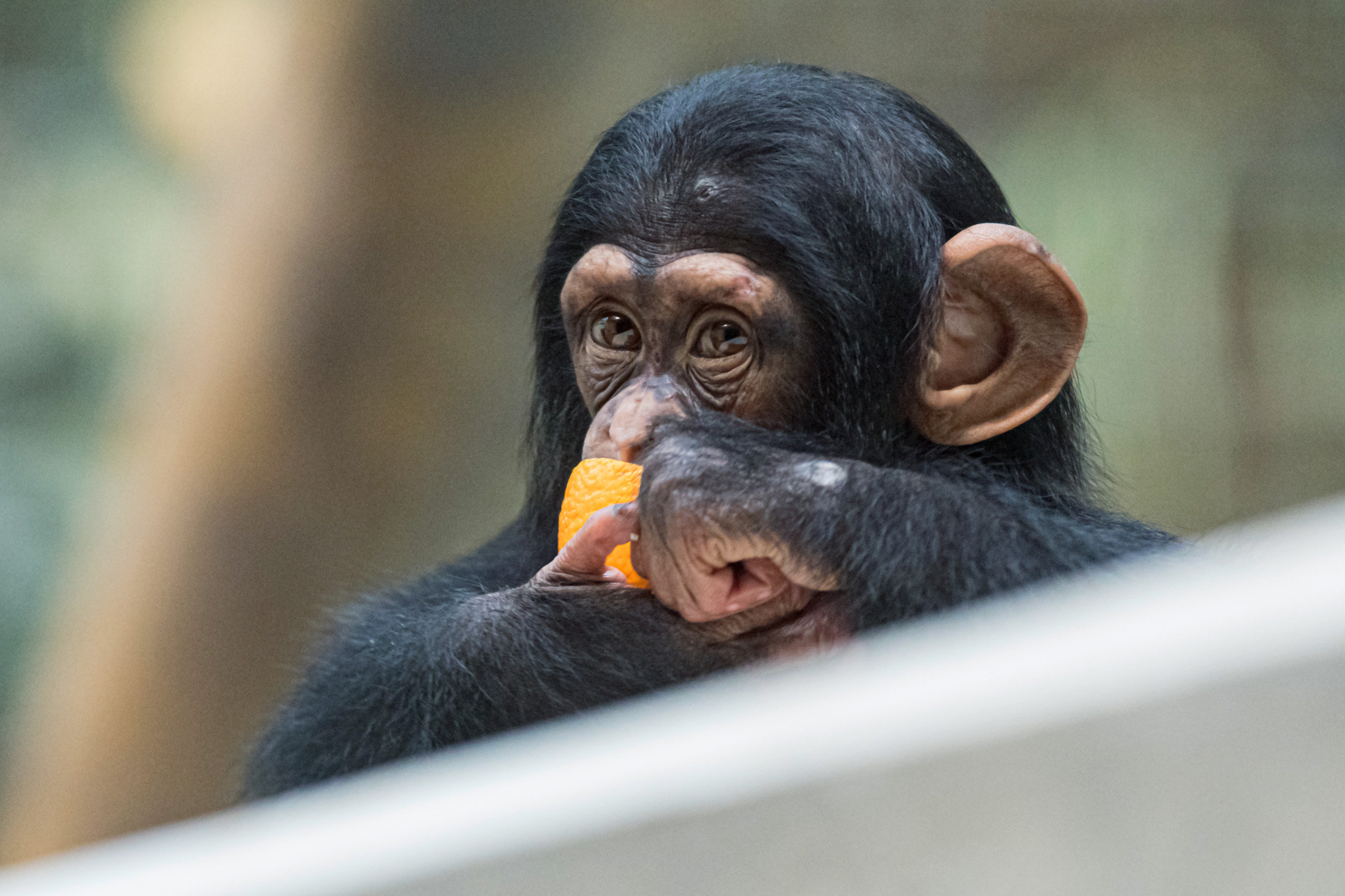Slow-TV aus dem Basler Zoo Schimpansen Schimpanse Ponima