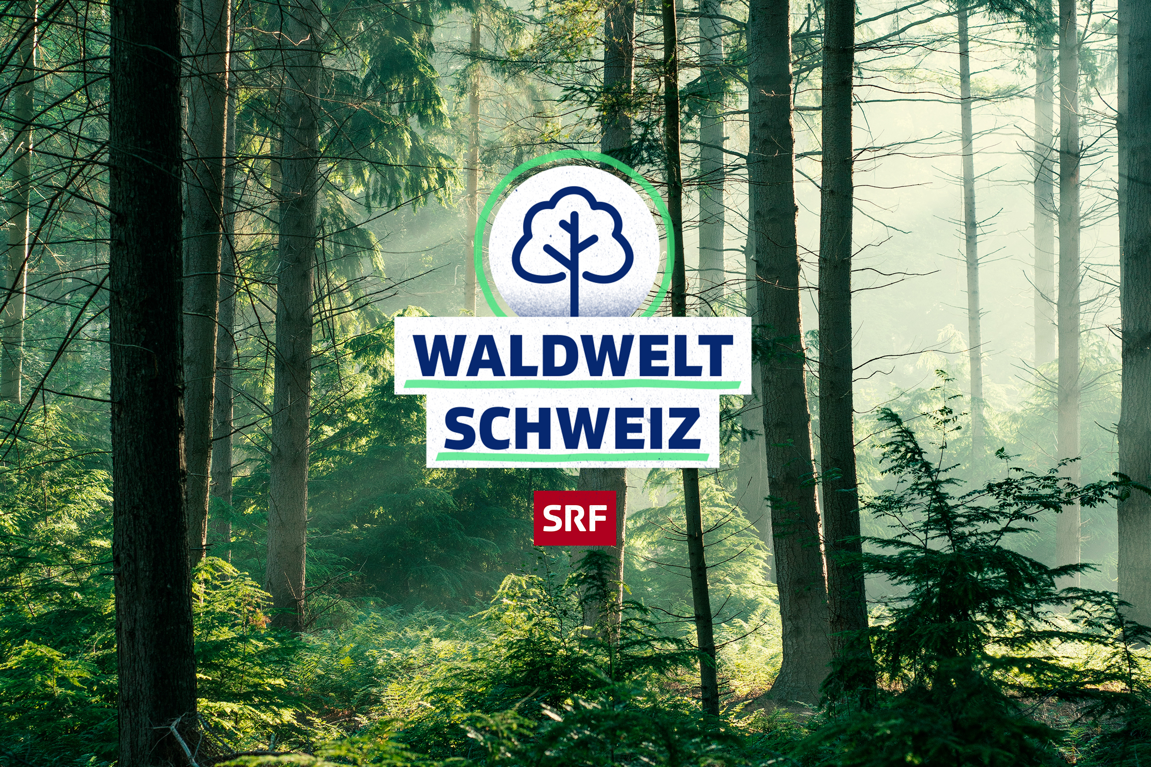 SRF school Waldwelt Schweiz Keyvisual 2021