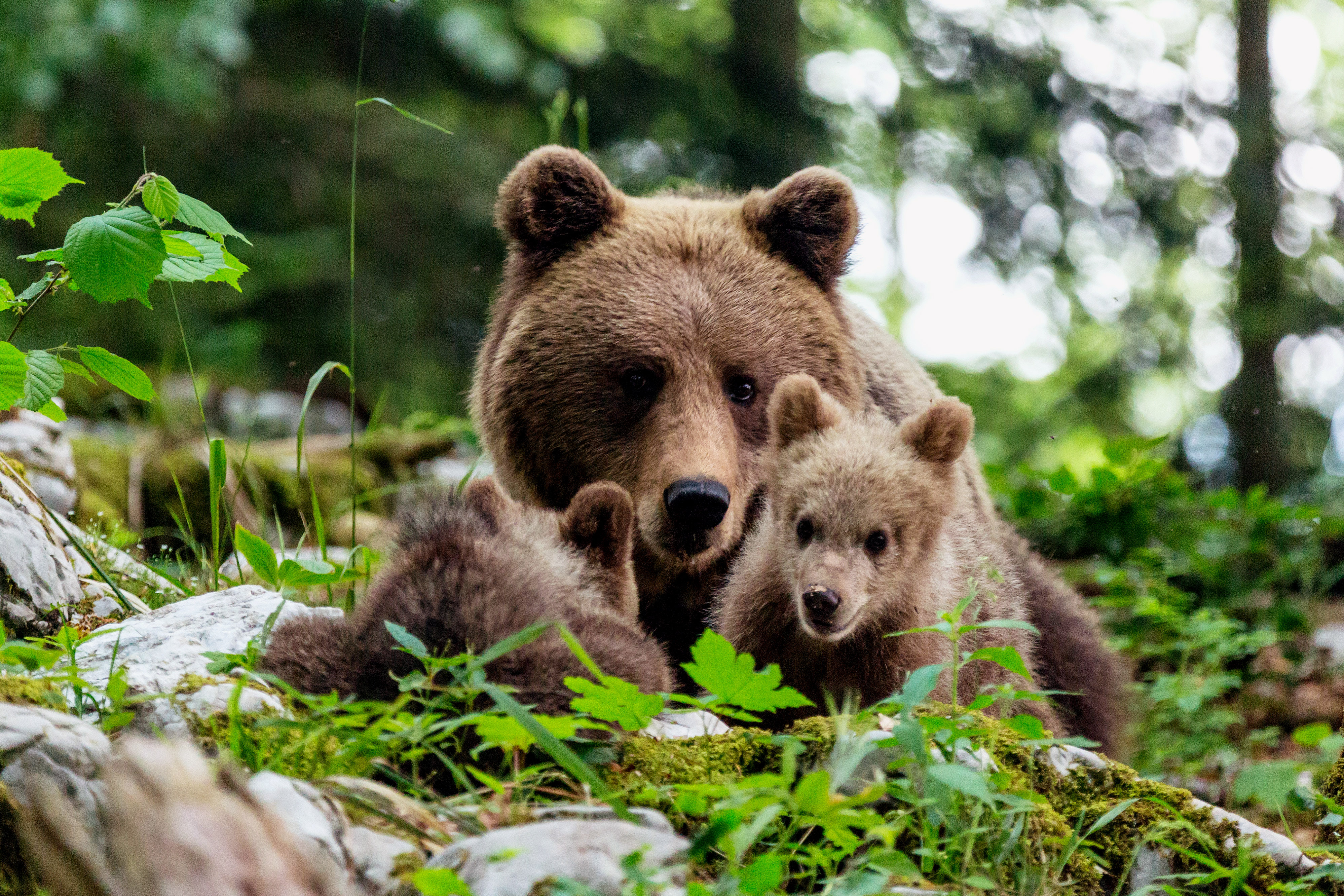 SRF DOK Der Karawankenbär – Auf den Spuren eines Grenzgängers Kaum 20 Kilometer von der Adriaküste lebt die dichteste Bärenpopulation der Welt.
