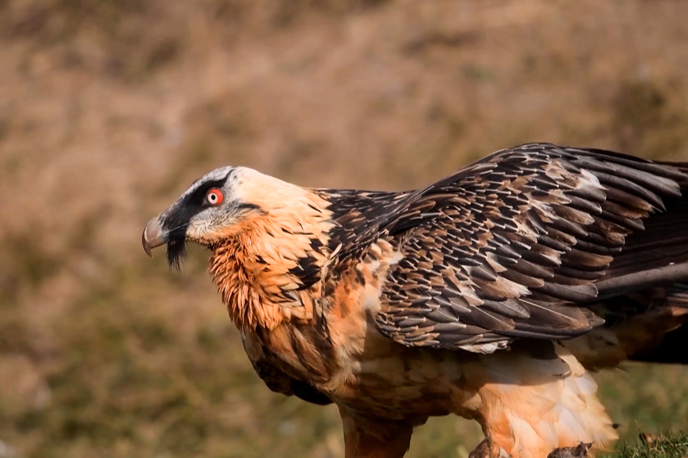 EinsteinRevival der Wildtiere: Wie stark soll der Mensch eingreifen?BartgeierCopyright: SRF