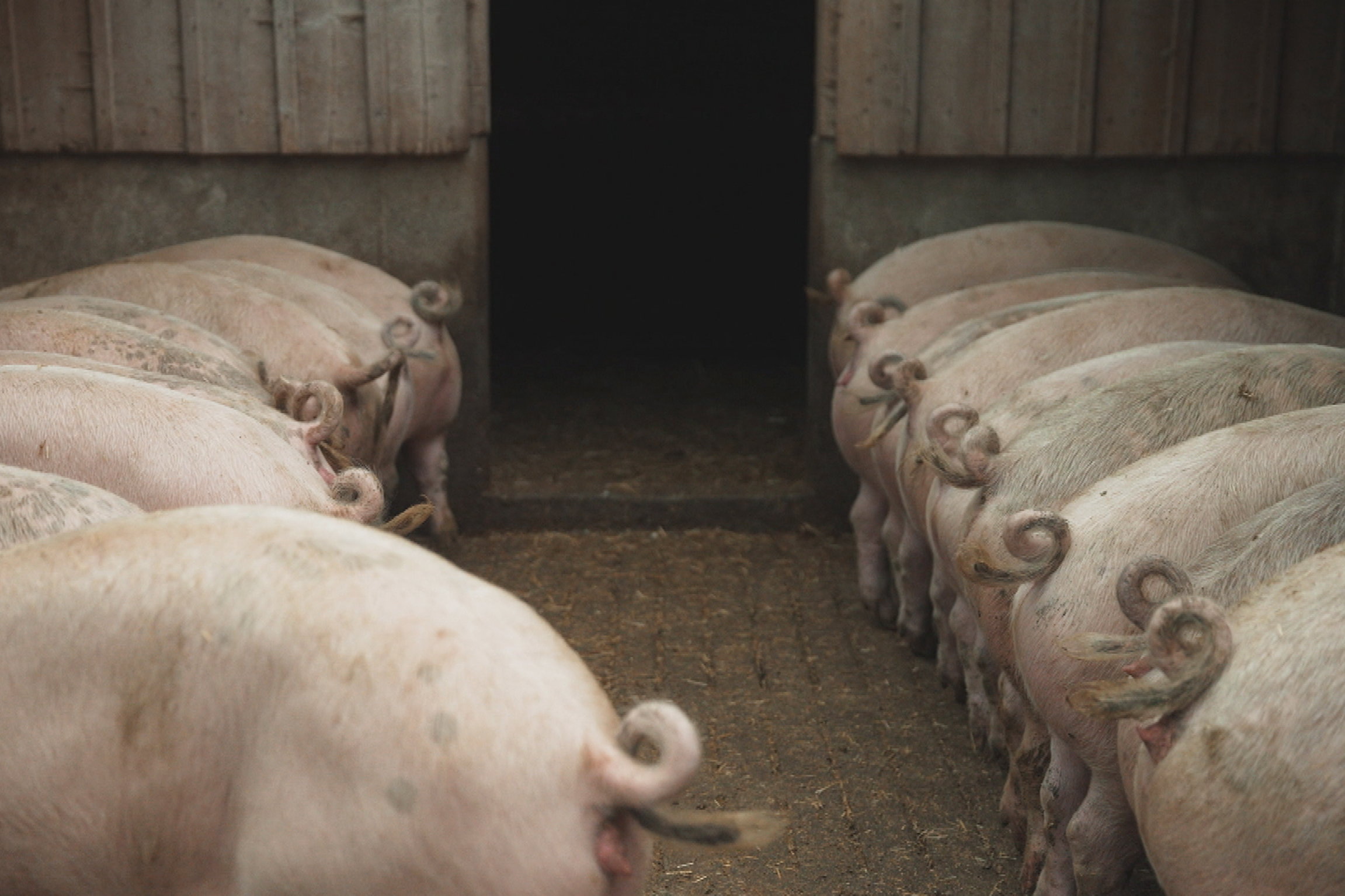ReporterStunk wegen SchweinegestankSchweinegülle verursacht einen beissenden Geruch.Copyright: SRF
