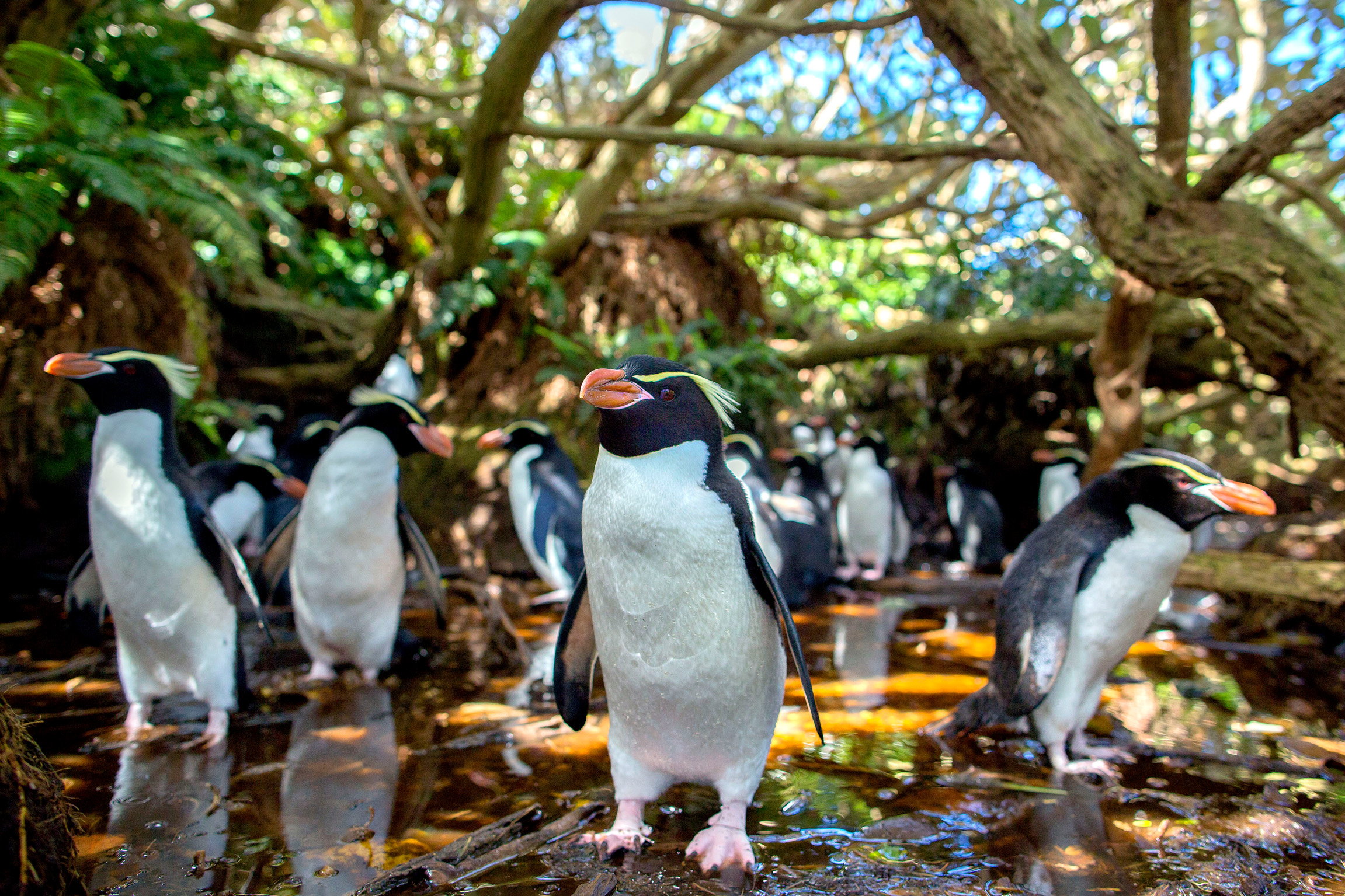SRF DOKWildes Neuseeland – Inseln am Ende der WeltSnarespinguineCopyright: SRF/Doclights NDR Naturfilm & BBC/Mark MacEwen