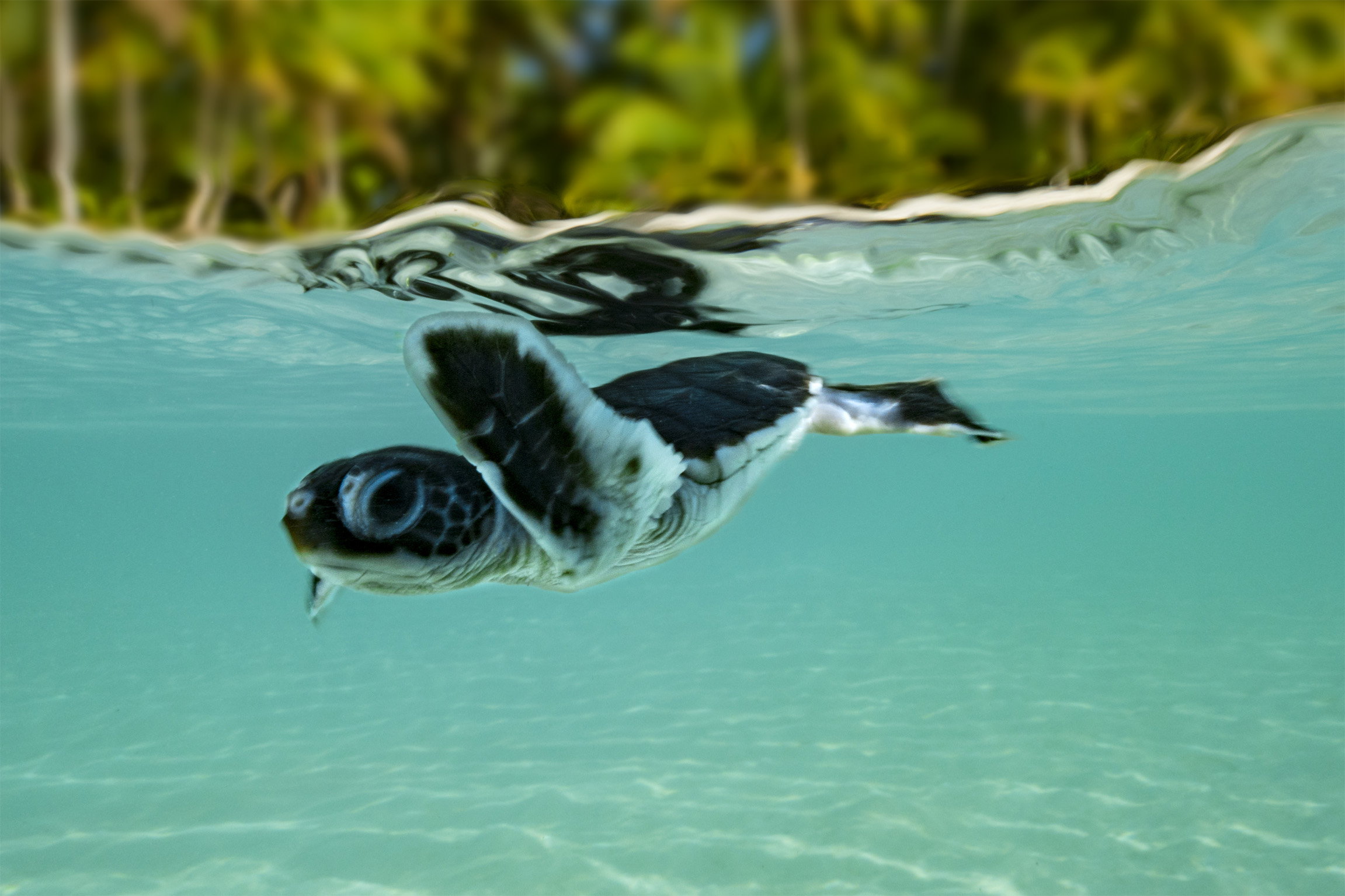 SRF DOKDie Wächter des Great Barrier Reef – Die Schildkröten von Raine IslandRaine Island: Dieser Zufluchtsort der Grünen Meeresschildkröte ist vom Verschwinden bedroht.Copyright: SRF/ARTE
