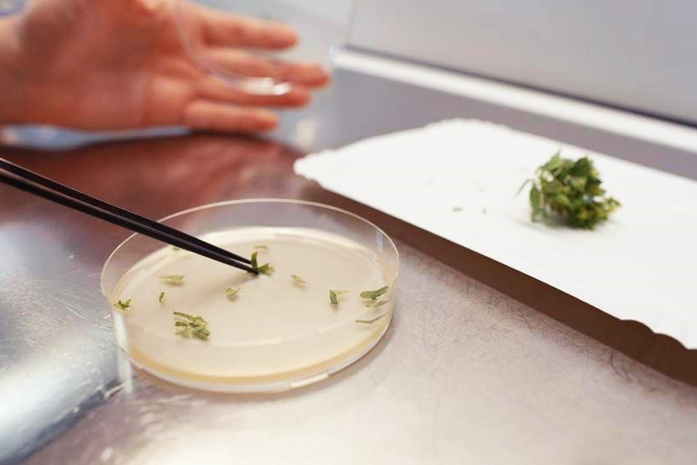 EinsteinMit Gentechnik zu nachhaltigeren ÄpfelnGenome Editing: Äpfel im LaborCopyright: SRF