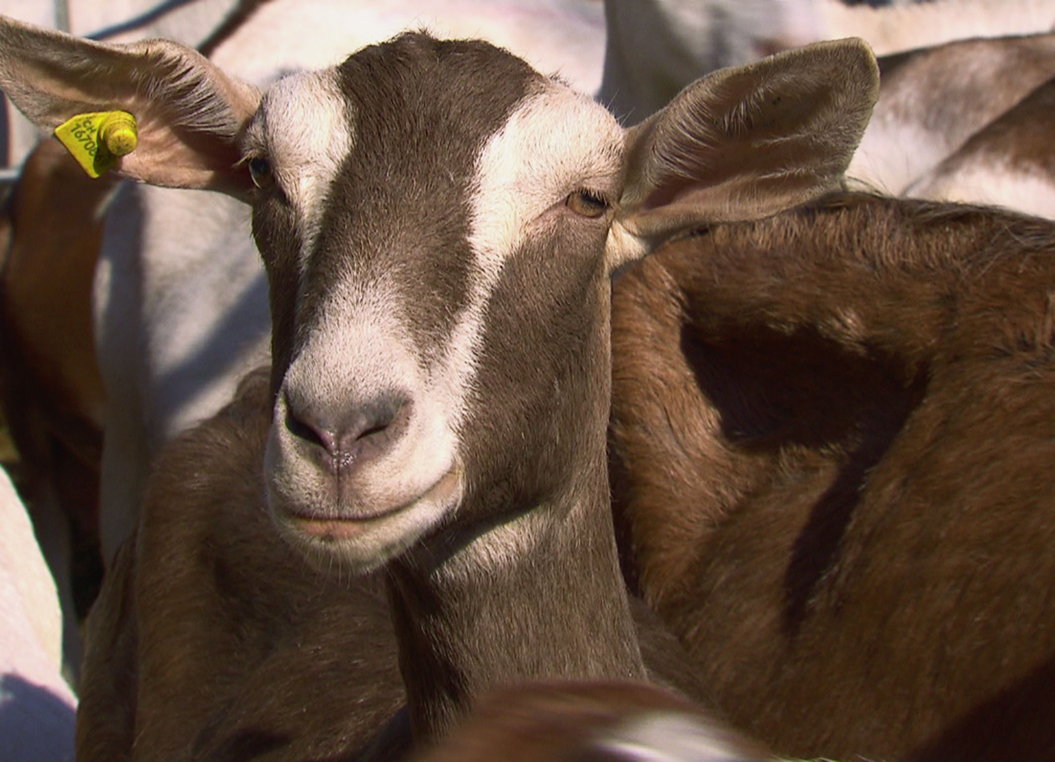 NETZ NATUR: Dem Teufel vom Karren gesprungen Oben ohne: Viele Ziegenhalter setzen auf Tiere ohne Hörner. Durch Zucht oder durch Enthornen. Der Natur der Ziege entspricht das aber nicht.Copyright SRF