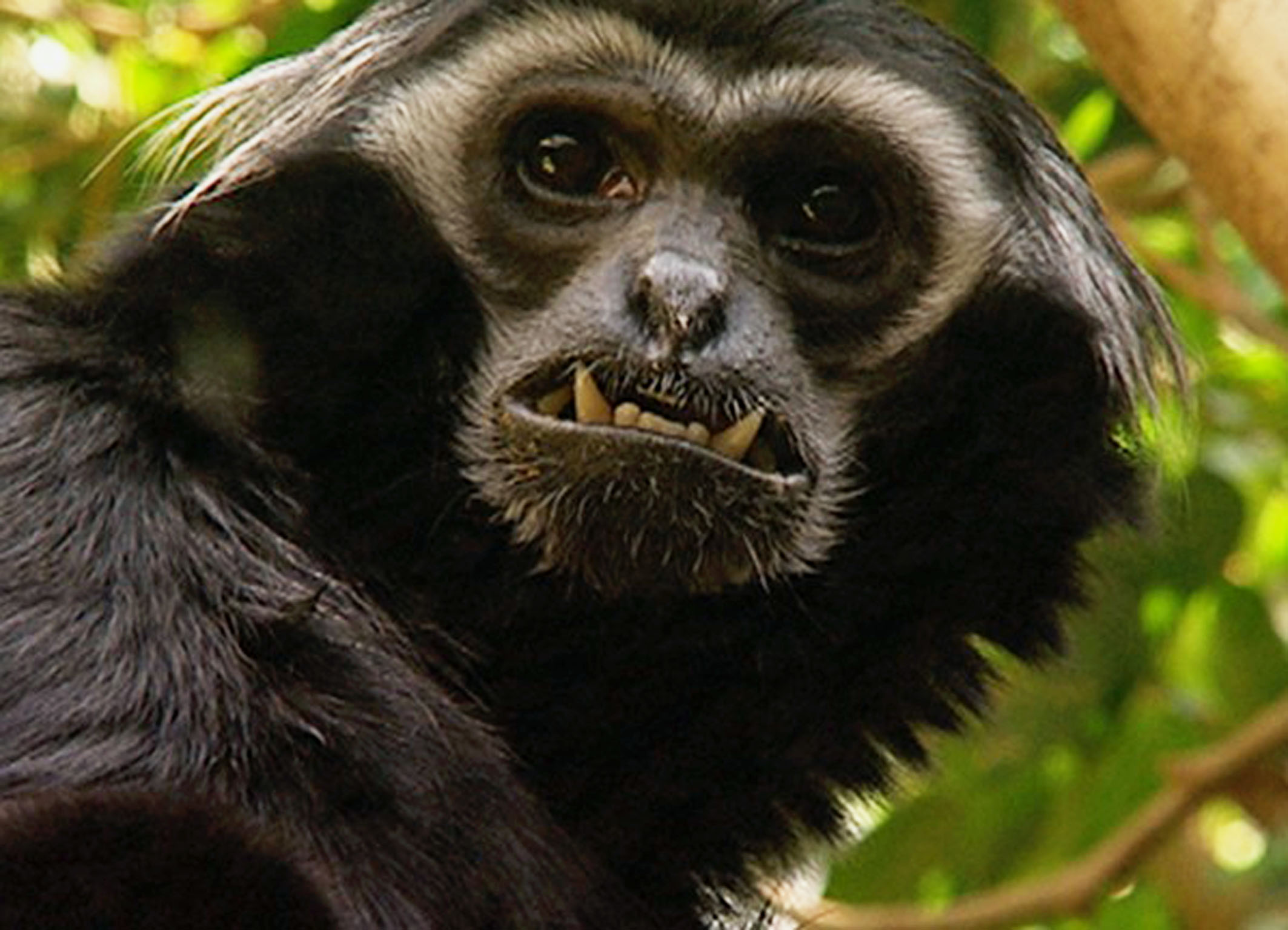 gibbon.jpg
