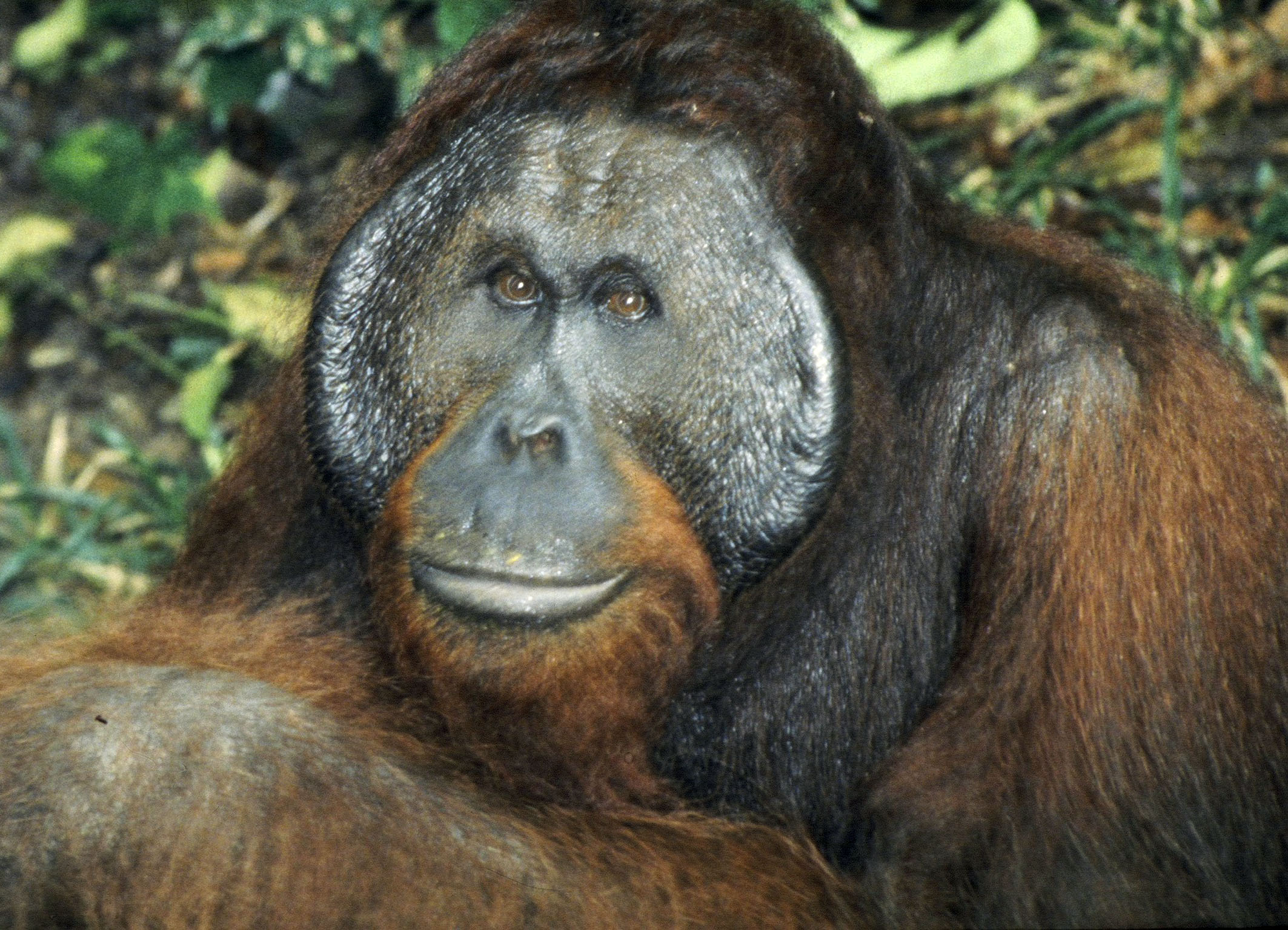 orang.jpg
