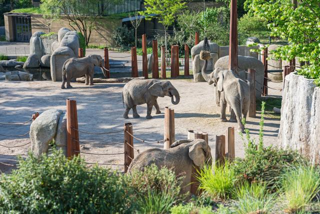Slow-TV aus dem Basler Zoo Elefanten Afrikanische Elefanten: Rosy, Heri, Jack und Maya