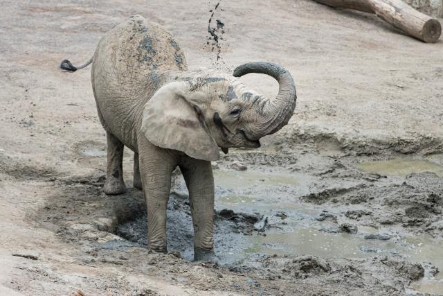 Slow-TV aus dem Basler Zoo Elefanten Afrikanischer Elefant Maya