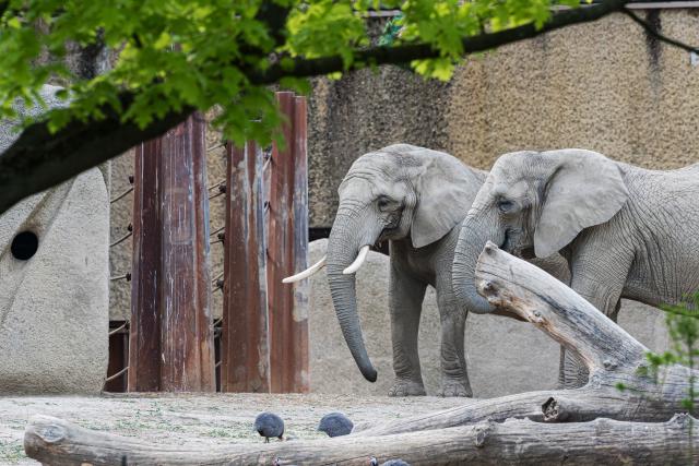 Slow-TV aus dem Basler Zoo Elefanten Afrikanische Elefanten Heri und Rosy