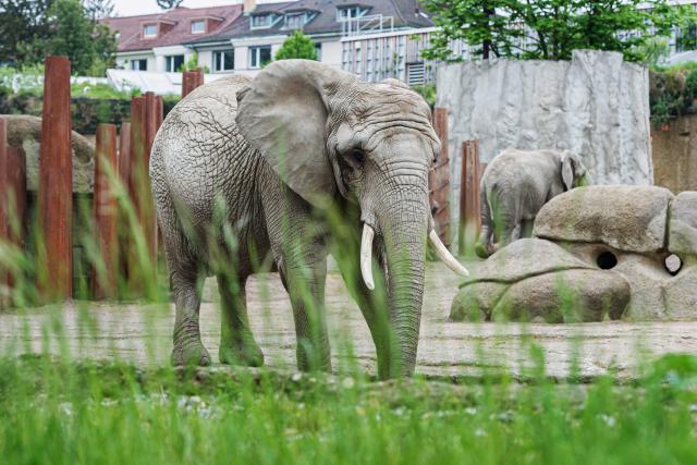 Slow-TV aus dem Basler Zoo Elefanten Afrikanischer Elefant Heri