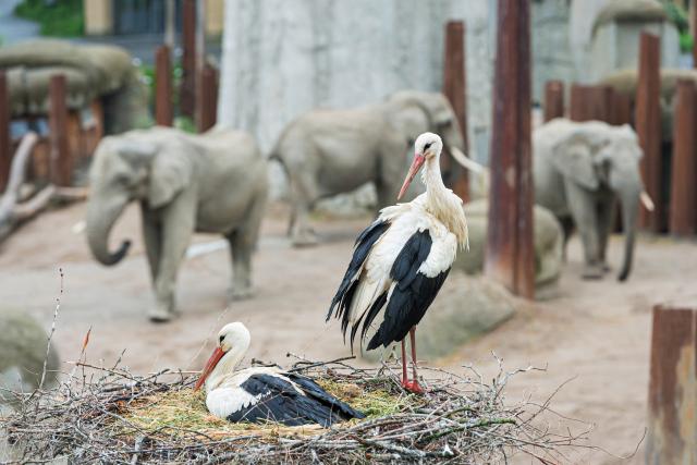 Slow-TV aus dem Basler Zoo ElefantenWeissstörche im Elefantengehege