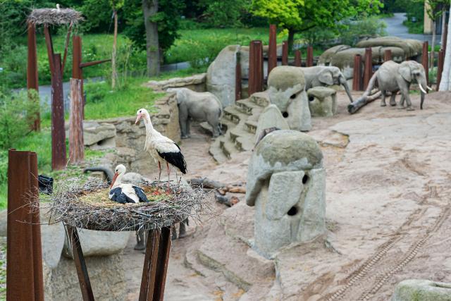 Slow-TV aus dem Basler Zoo Elefanten Weissstörche im Elefantengehege