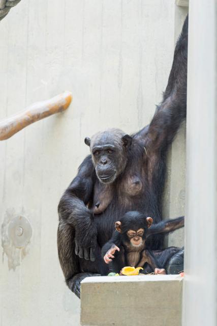 Slow-TV aus dem Basler Zoo Schimpansen Schimpanse Xindra mit Obuasi