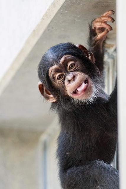 Slow-TV aus dem Basler Zoo Schimpansen Schimpanse Bengal