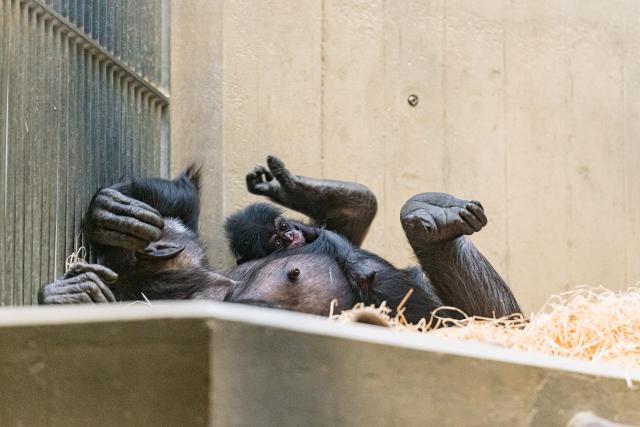 Slow-TV aus dem Basler Zoo SchimpansenSchimpanse Fifi mit Jungtier Quebo