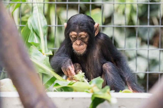Slow-TV aus dem Basler Zoo Schimpansen Schimpanse Ponima