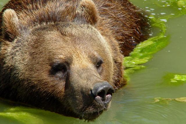 NETZ NATUR Was macht der Bär? Abkühlung: Braunbären nehmen zwischendurch gerne ein Bad