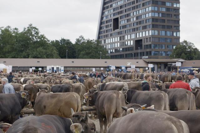 Der Ast, auf dem ich sitze Film still Viehmarkt in Zug 2020