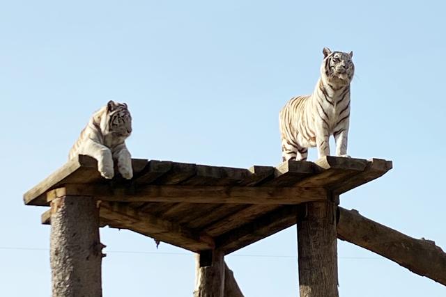 SRF bi de Lüt – Echte Tierhelden Weisse Tigerinnen 2021