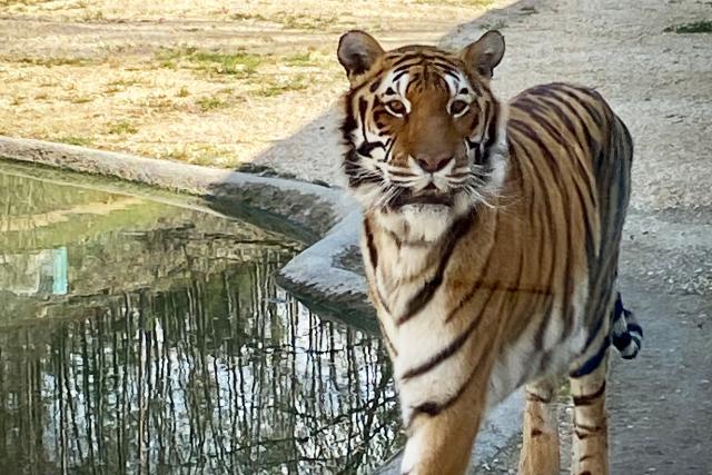 SRF bi de Lüt – Echte Tierhelden Tiger Noah 2021