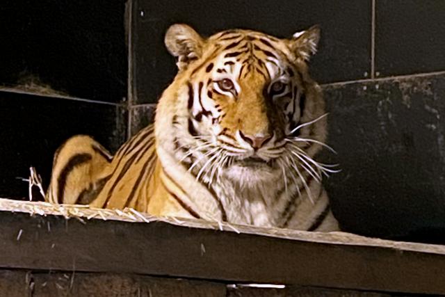 SRF bi de Lüt – Echte Tierhelden Tigerin Shima 2021