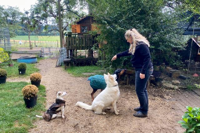 SRF bi de Lüt – Echte Tierhelden Zoo Zahir: Anita Hirschi mit den Hunden Stella, Sadie, Ava (Hunde v.l.n.r.) 2021