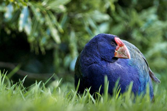 SRF DOK: Erfolgreich ohne abzuheben – Wenn Vögel gehen Selten geworden: der Takahe oder Blauralle auf Neuseeland