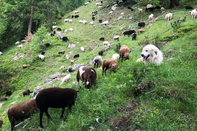 SRF bi de Lüt -  Ein Manu für alle FälleFolge 4Manu Burkart bei einer Schafhirtin270 Schafe gehören zur Herde von Schafshirtin Sarah Müri.