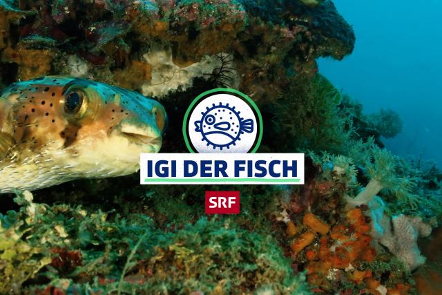 SRF School Igi der Fisch Keyvisual 2021